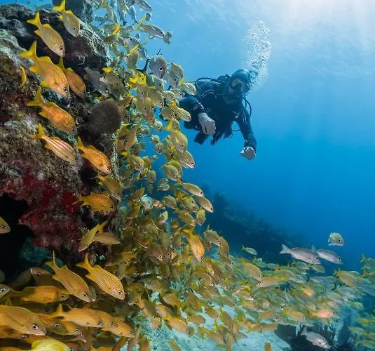 La Perle Noire - Dive Inn Cozumel