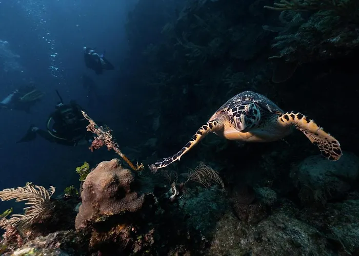 La Perle Noire - Dive 3*